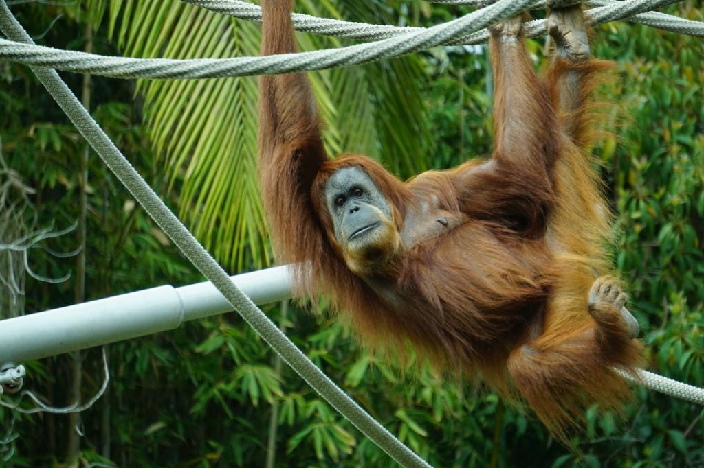 Orangutan
